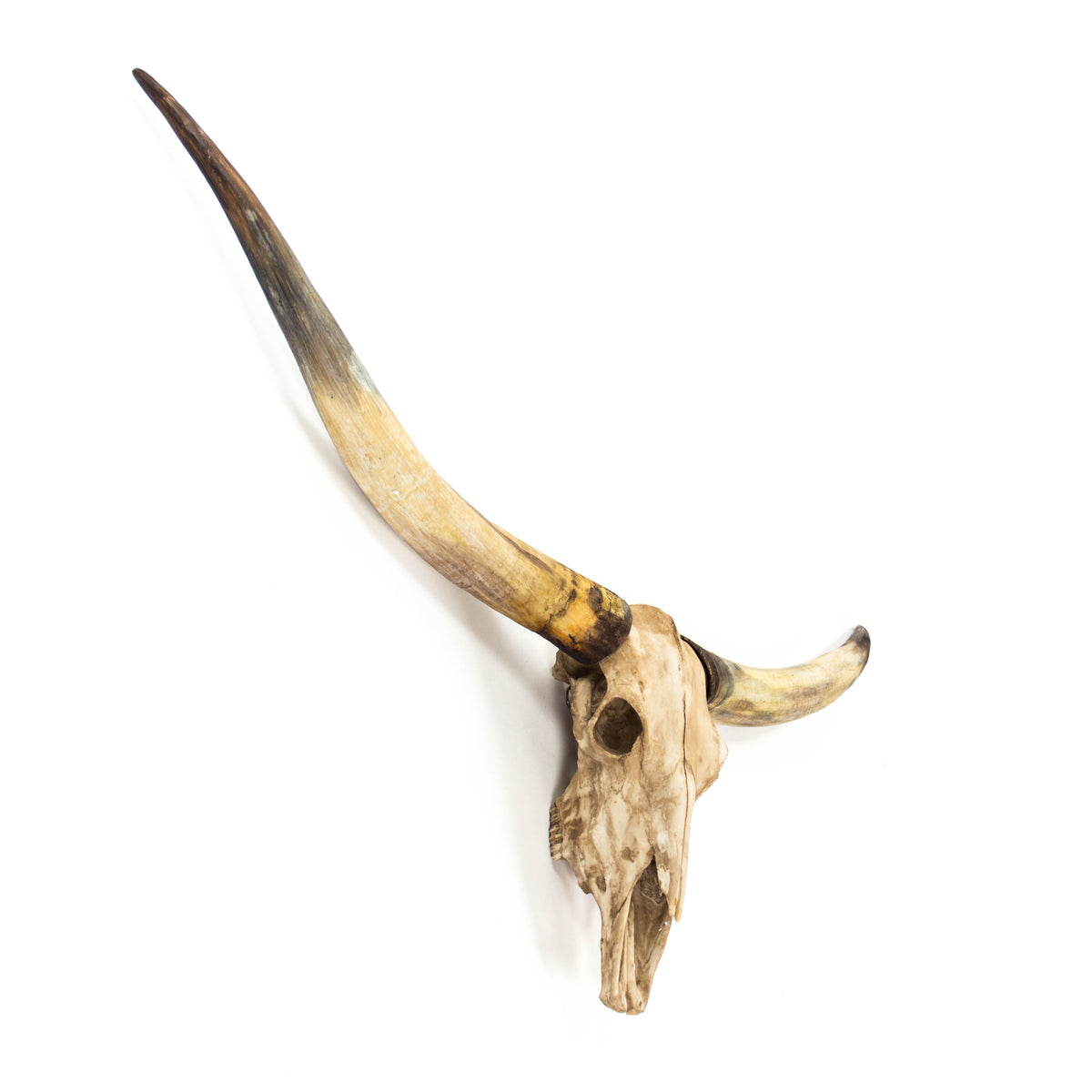 Texas Long Horn Skull Wall Decor by Zentique