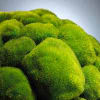 Moss Sphere|Moss Green-LG by Cyan