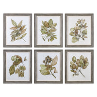 Uttermost Seedlings Framed Prints S/6