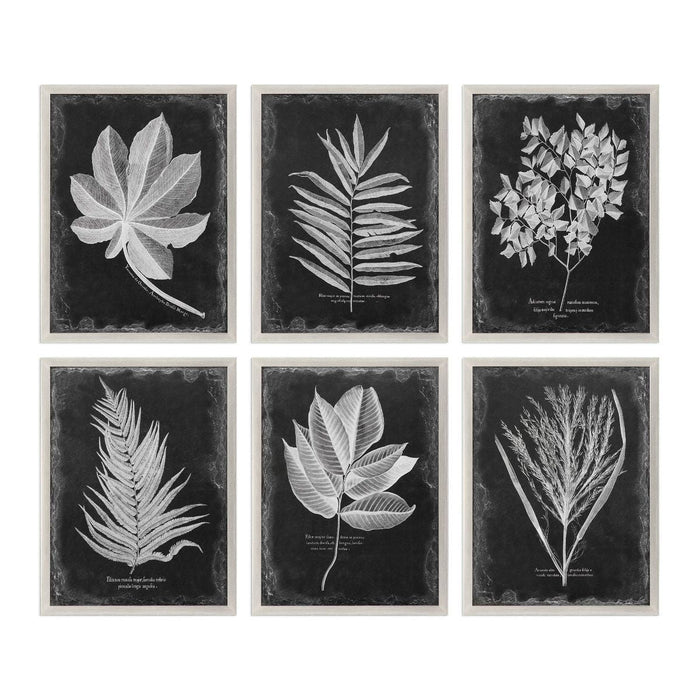 Uttermost Foliage Framed Prints, S/6