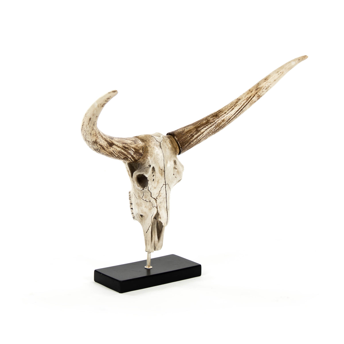 Bull Skull w/ Base by Zentique