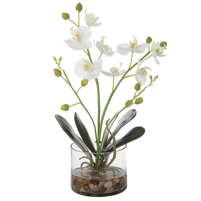 Uttermost Glory Orchid