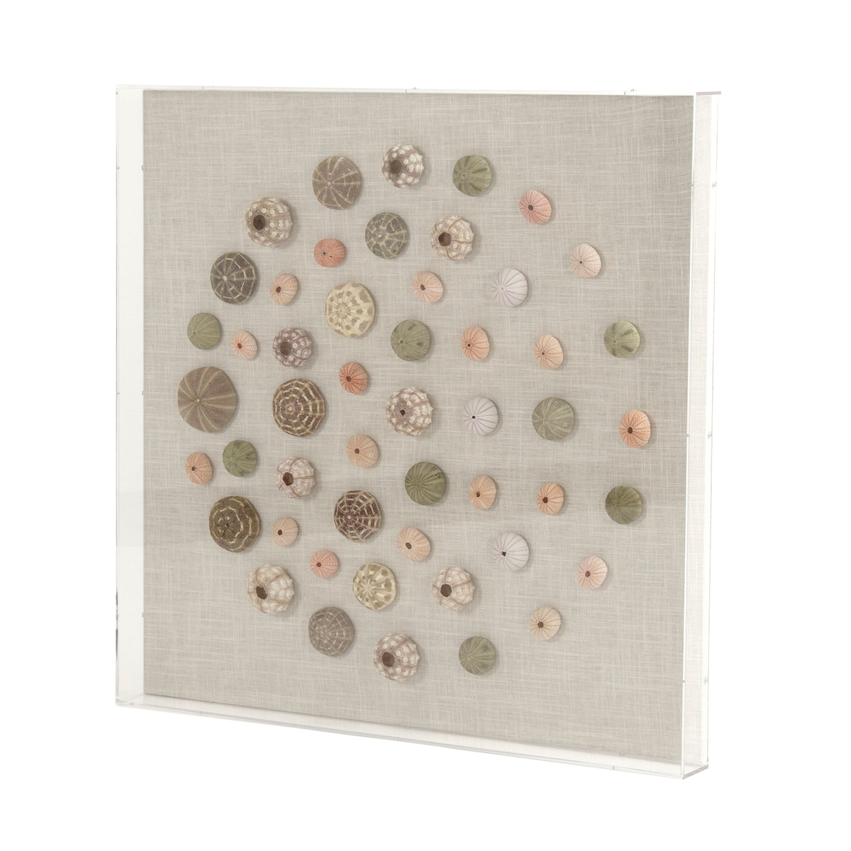 Abstract Shell Wall Art by Zentique