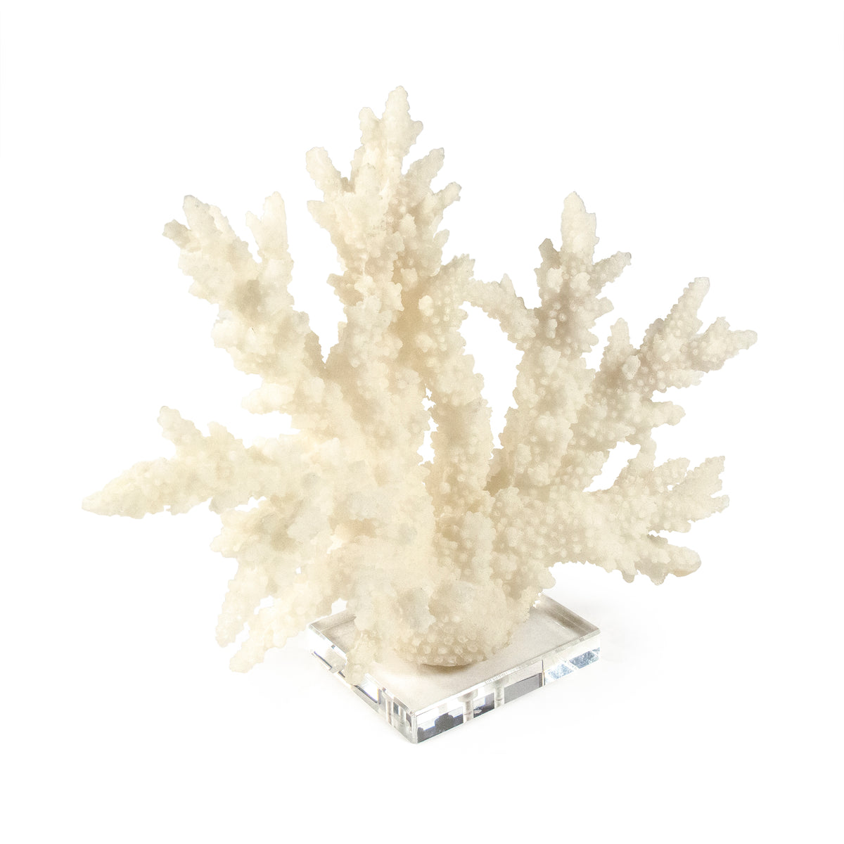 White Coral on Acrylic Base by Zentique