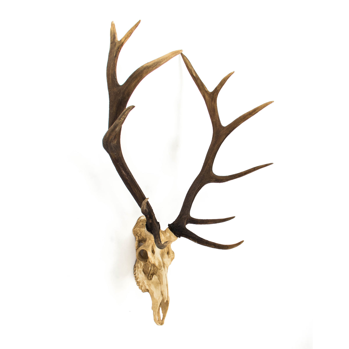 Deer Skull Wall Decor by Zentique