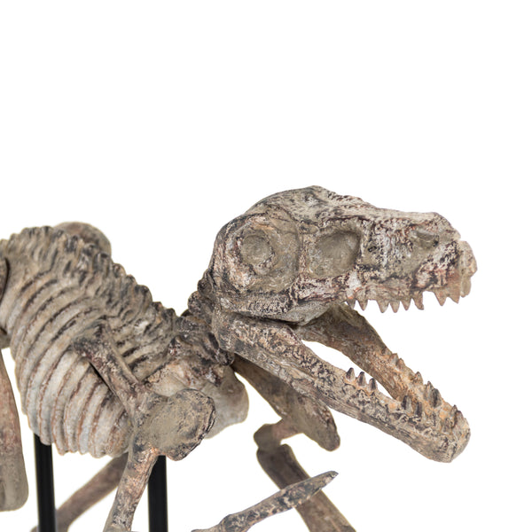 Velociraptor Skeleton w/ Base by Zentique