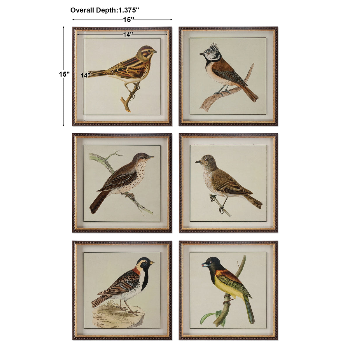 Uttermost Spring Soldiers Bird Prints, S/6