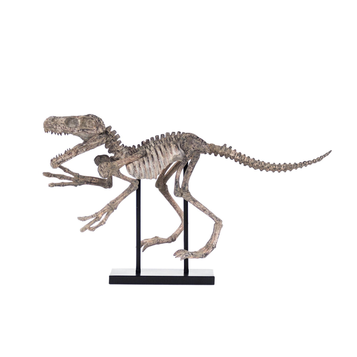 Velociraptor Skeleton w/ Base by Zentique