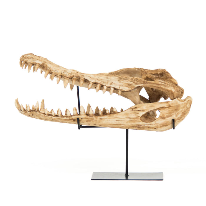 Alligator Skull w/ Base by Zentique