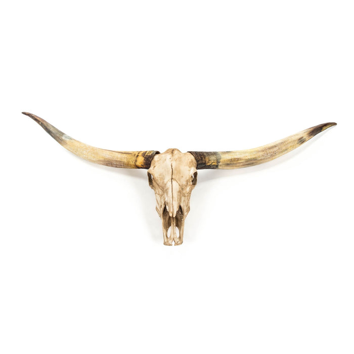 Texas Long Horn Skull Wall Decor by Zentique