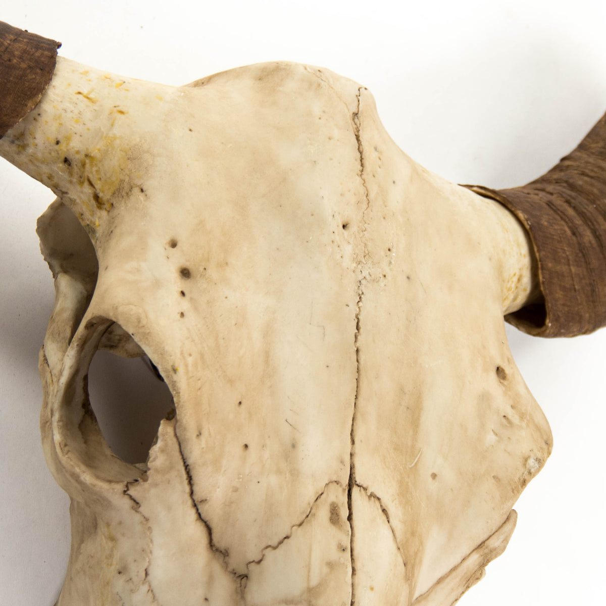 Bull Skull Wall Decor by Zentique