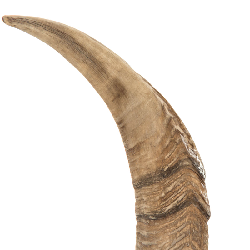 Horn w/ Base by Zentique