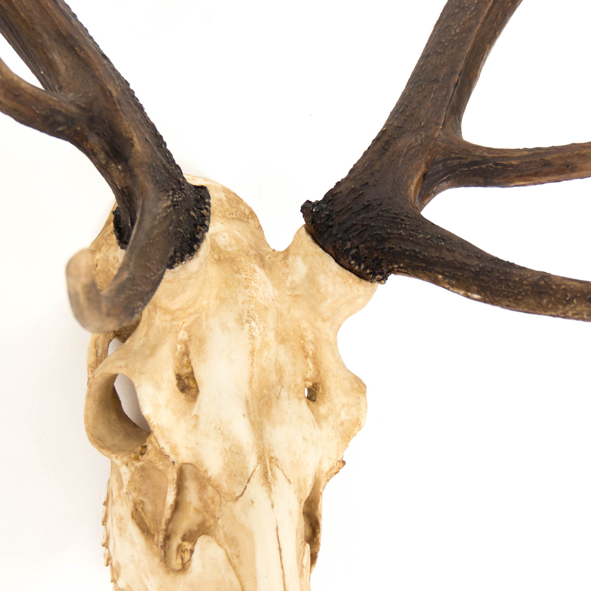 Deer Skull Wall Decor by Zentique